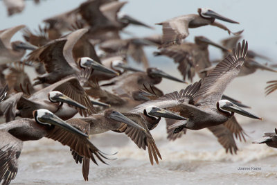 Brown Pelicans