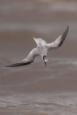 Common Tern