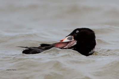 Surf Scoter