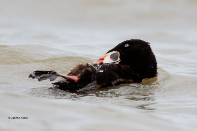 Surf Scoter