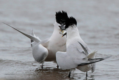 Sandwich Tern