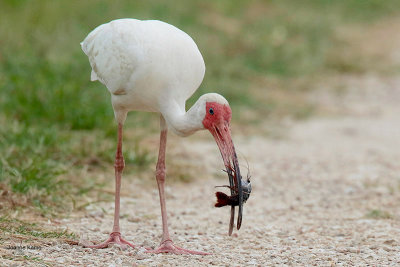 White Ibis