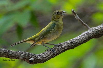 Painted Bunting 