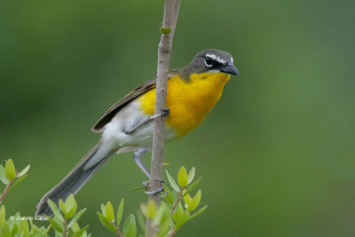 Yellow-breasted Chat