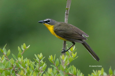 Yellow-breasted Chat