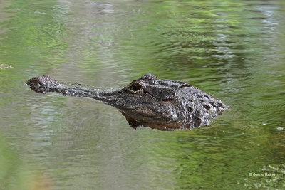 American Alligator