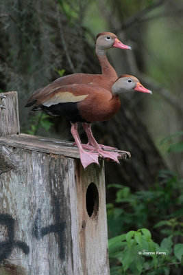 Black-bellied Whistling Ducks 