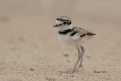 Kildeer juv