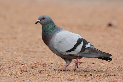 Rock Pigeon