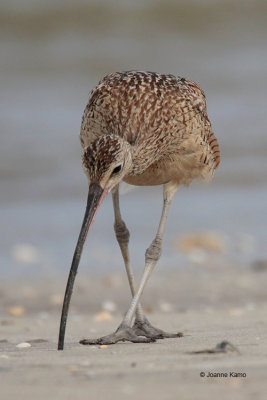 Long-billed Curlew