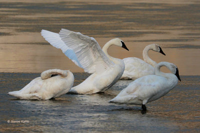 Trumpeter Swans