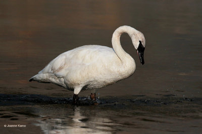 Trumpeter Swan