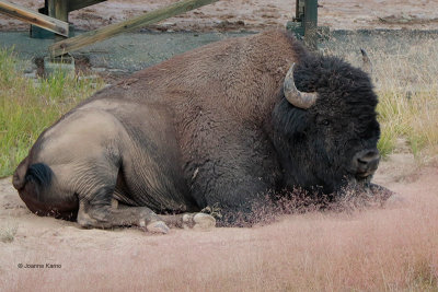 American Bison Resting at Geyser