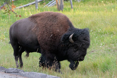 American Bison