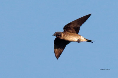 Purple Martin