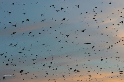 Purple Martins Going to Roost