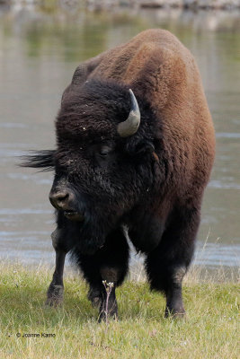 American Bison