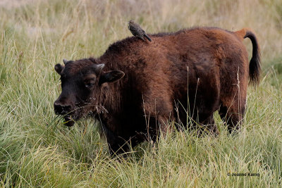 American Bison Calf & American Pipit