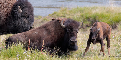 American Bison Family