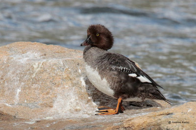 Barrow's Goldeneye