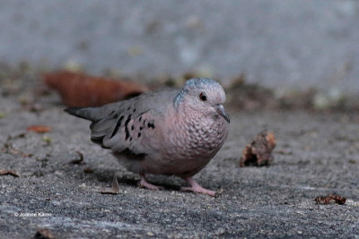 Common Ground Dove