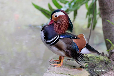 Mandarin Duck