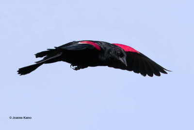 Red-winged Blackbird