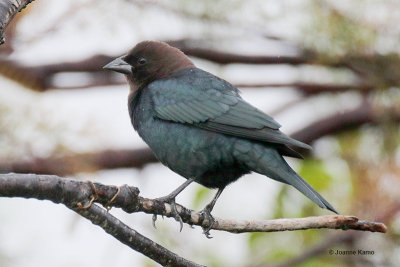 Brown-headed Cowbird