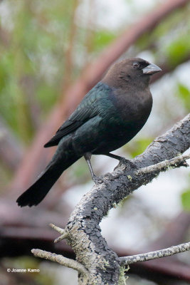 Brown-headed Cowbird