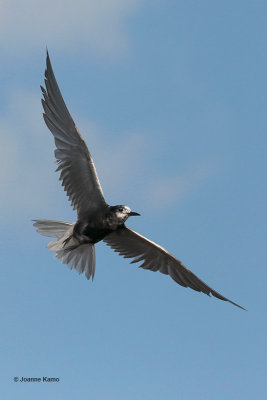 Black Tern