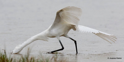 Reddish Egret Fishing