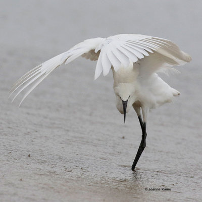 Reddish Egret Fishing