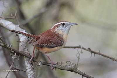 Carolina Wren