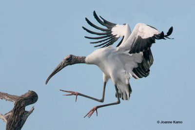 Wood Stork