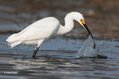Snowy Egret and Litter