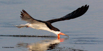 Black Skimmer