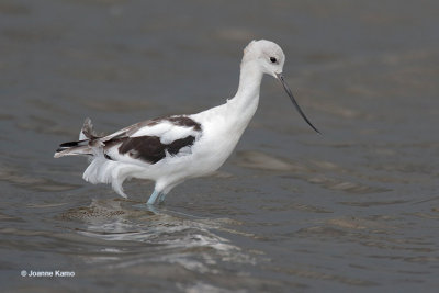 American Avocet