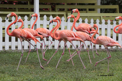 Caribbean Flamingo March