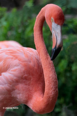 Caribbean Flamingo