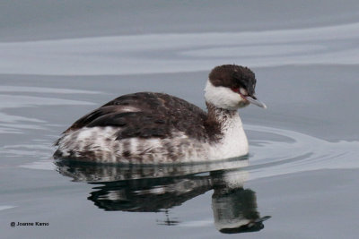 Horned Grebe