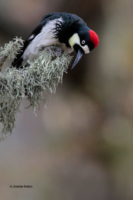 Acorn Woodpecker