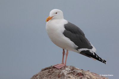 Western Gull