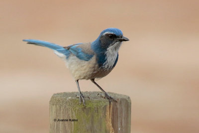 California Scrub Jay