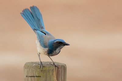 California Scrub Jay