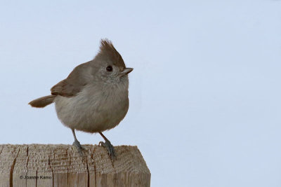 Oak Titmouse