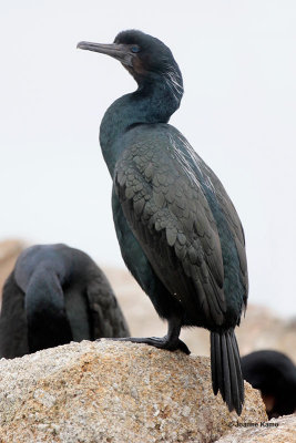 Brandt's Cormorant