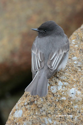 Black Phoebe