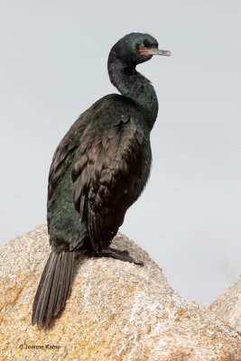 Pelagic Cormorant