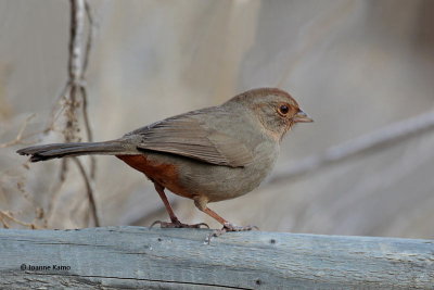 California Towhee