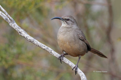 California Thrasher